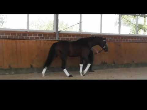 Gelding 2016 by Buckingham