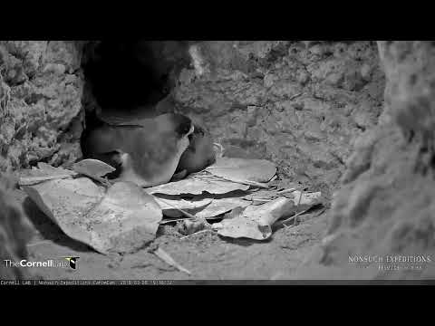 Petrel Adult Returns to the Burrow And Feeds Chick (edited) – March 8, 2018