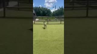 Video preview image #1 Brittany-German Shorthaired Pointer Mix Puppy For Sale in Curwensville, PA, USA
