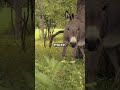 The Silent Intelligence of the Donkey: Memory, Intuition, and Ancient Wisdom  #facts#short #animals