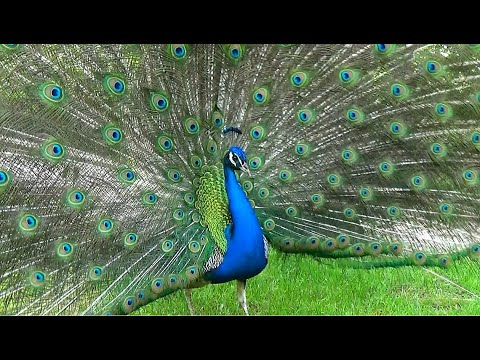The peacock. Characteristics and sound.