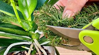 Secret Christmas Elixir for Orchids: Blooming All Year Long with Just One Use! 🎄🌺