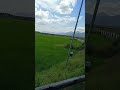 Vayalveli Shorts Nature