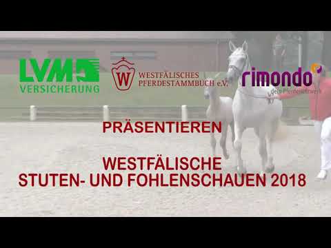 Stute von Faibanks / Stutfohlen von Arango