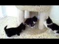 Tuxedo Kittens At Play