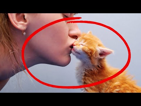 Haben Sie jemals Ihre Katze geküsst? Verstehen Sie, wie Katzen Küsse wahrnehmen!