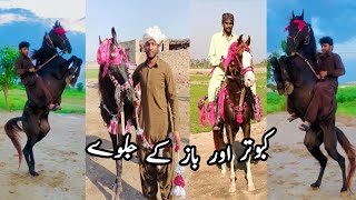 Download lagu Sindhi Racing horse in Action mp3 Download lagu Sindhi Racing horse in Action mp3