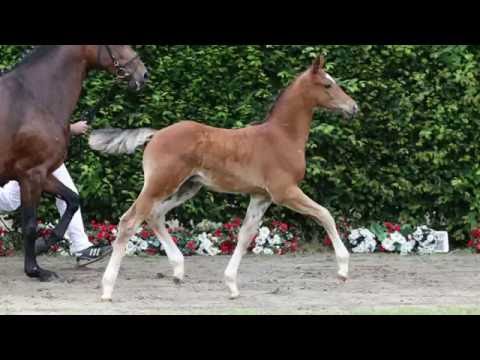 30 Peter Pan Hengst v. Pilothago - Balou du Rouet