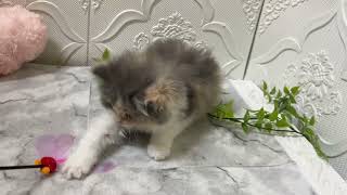 マンチカンの動画01