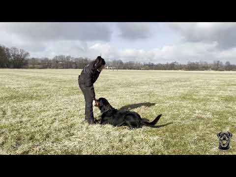 Django vom Schatz Bronn - 12 months - obedience