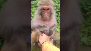 Download lagu Si gendut #lucu #youtubeshorts #shortvideo #shorts #short mp3