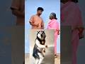 Husky Dance Trending Manisharan Aatha Reels Comedy Tamil Trending Huskydance Vijayantony