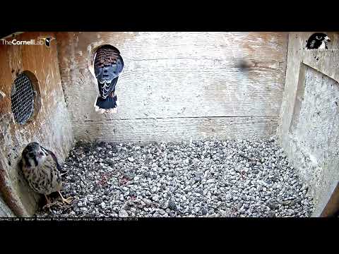 First 2 Fledge at the Wisconsin Kestrel Cam! June 20, 2022
