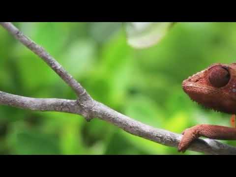 Camaleão mudando de cor