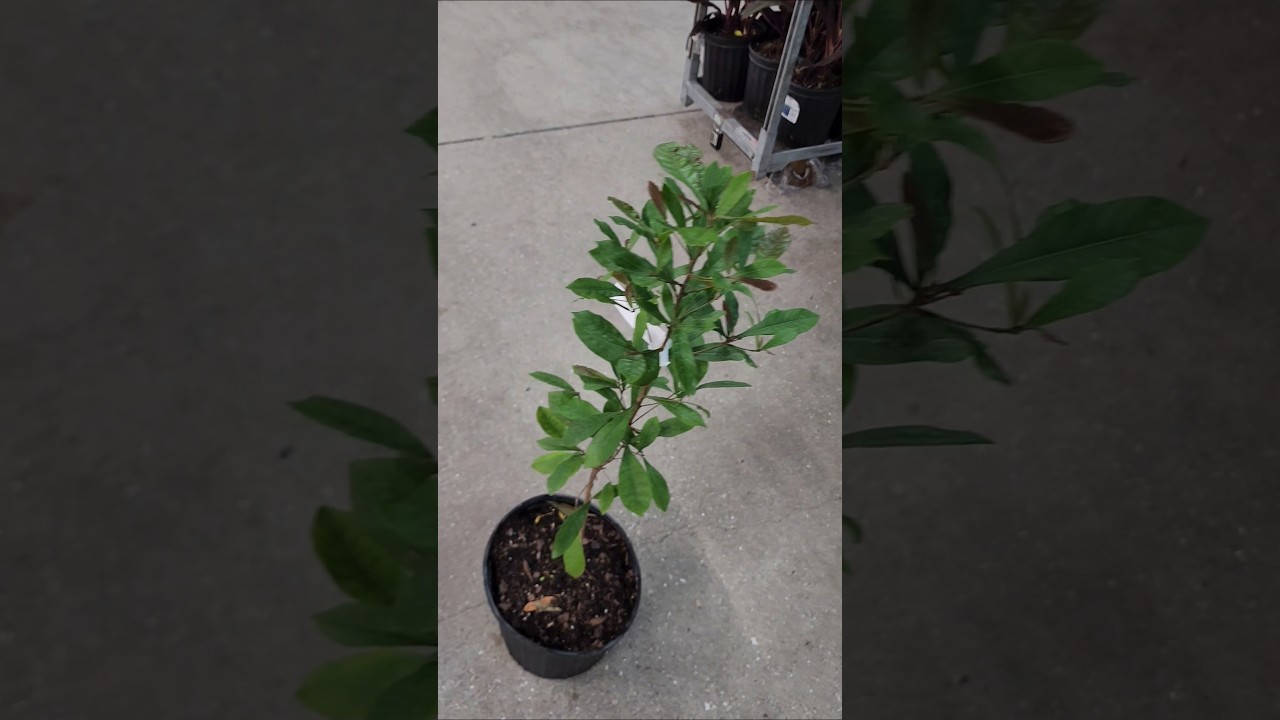 Walmart just got in New Fruit trees in South Florida 😳 I got a Miracle Fruit