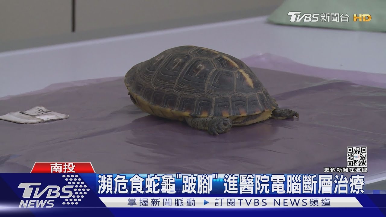 瀕危食蛇龜「跛腳」　進醫院電腦斷層治療