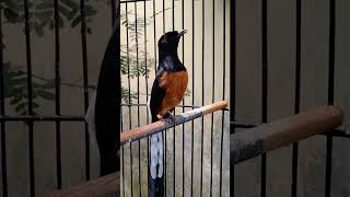 Download lagu Murai mewah kretekan keras burung murai batu https://youtu.be/E2bznPctTxc mp3 Download lagu Murai mewah kretekan keras burung murai batu https://youtu.be/E2bznPctTxc mp3