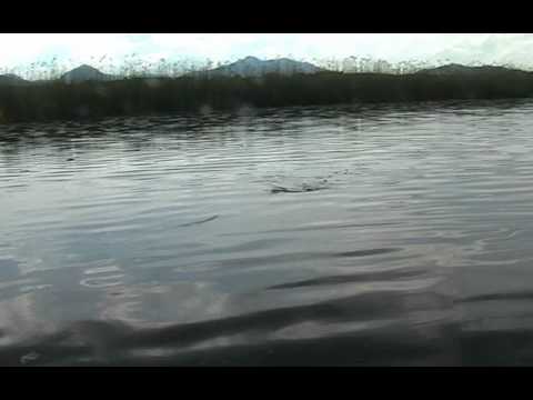 Spinnfischen mit Topwater - Ködern Part 2