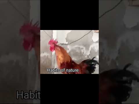 Rooster crowing compilation 2022||Rooster crowing sound