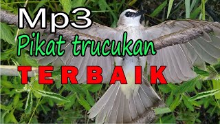 Suara trucukan pikat ampuh MP3untuk pikat trucuk a