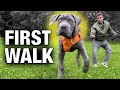 How to Stop Any Leash Problem with Any Dog on Day 1!