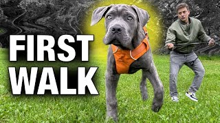 How to Stop Any Leash Problem with Any Dog on Day 1!