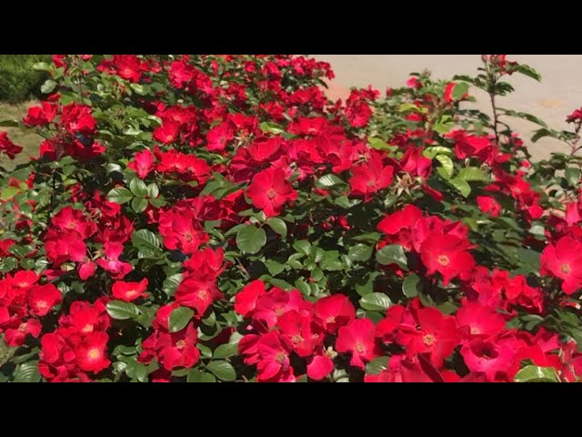 Розы. Робуста - мощь и красота этой розы вызывает восторг!!!