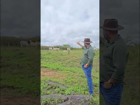 🌾 SÍTIO CACHOEIRINHA – 28 HECTARES FORMADOS EM CAPIM BUFFEL E PRONTO PARA PRODUZIR 🌾