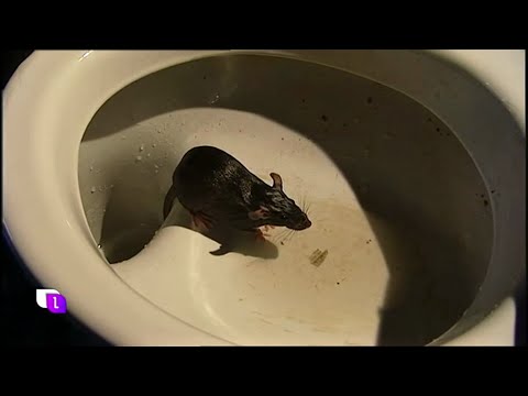 Marianne Jäger - Ratten