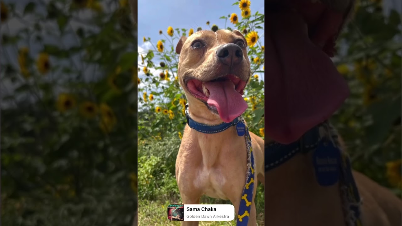 Enlarge Linus, a ADOPTABLE mixed breed in Austin, TX video 5/5