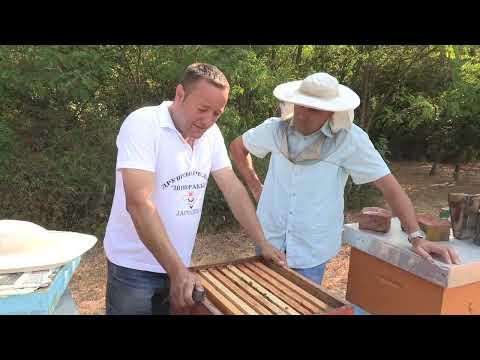 Boja meda ep.85 22.10.2019. - Istorijat pčelarstva u Jagodini, zaštita pčela...