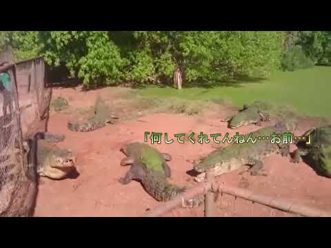 肉を食べる巨大なナマケモノ