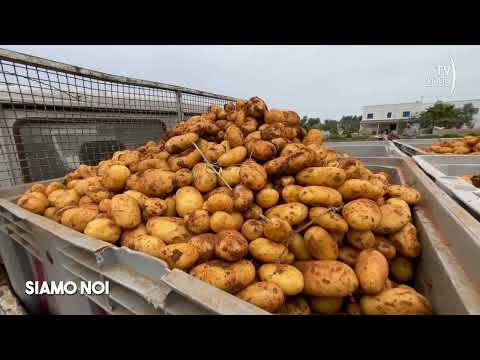 Siamo Noi (Tv2000), 10 maggio 2023 - Opera Seme: la filiera etica che guarda al futuro