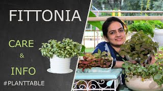 Fittonia Plant Table | Nerve plant | Plant care & Info #nerveplant #plantcare #indoorplants