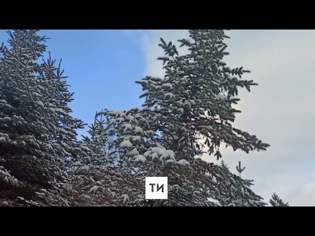 В Матюшинском лесничестве к Новому году вырастили 1000 елок