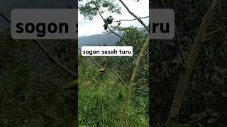 Download lagu trik jitu pikat burung sogon yang susah turun #sogon #pleci #pikatburungsogon mp3