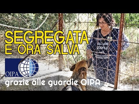 LE GUARDIE DELL’OIPA DI ROMA LIBERANO MARIKA, FEMMINA DI PASTORE SEGREGATA SENZA CIBO NE’ CURE