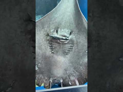 Stingray devours a fish in front of people