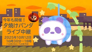 夕焼けパンダ生配信