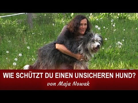 HOW DO YOU PROTECT AN INSAFE DOG? ​​- by Maja Nowak