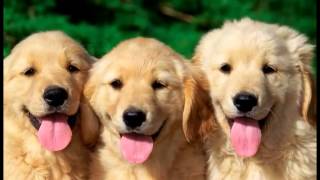 Peter Shelley - Love me love my dog