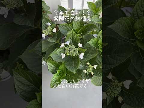 メンテナンス 鉢植えのアジサイ しおれた花 枯れるアジサイ メンテナンスのヒント