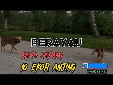 Pak Sheikh Rayau Kena SERGAH