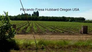 preview picture of video 'La Pizca de la Fresa Hubbard Oregon USA'