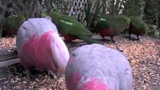 preview picture of video 'Wild Australian Pink Galahs'