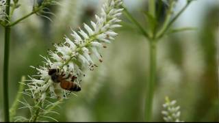 preview picture of video 'Honeybee forages on Culver's-root in Marion County, Ohio USA'