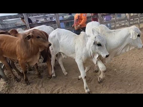 Cattle fair in São João-PE 05-01-2026 lots of cattle