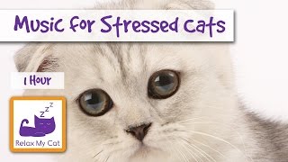 1 Hour of Cat Music for Stressed Cats and Kittens 🐱 #STRESS09