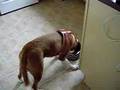 Gracie Eating