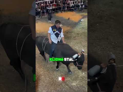 Jezdec Nechtěně Zachránil Býkovi Život🐮🤯